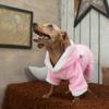 Dog Clothes, Pink Pig Clothes, Pet Clothes, Transformation Clothes, Four Legged Autumn and Winter Clothes, Pet Supplies