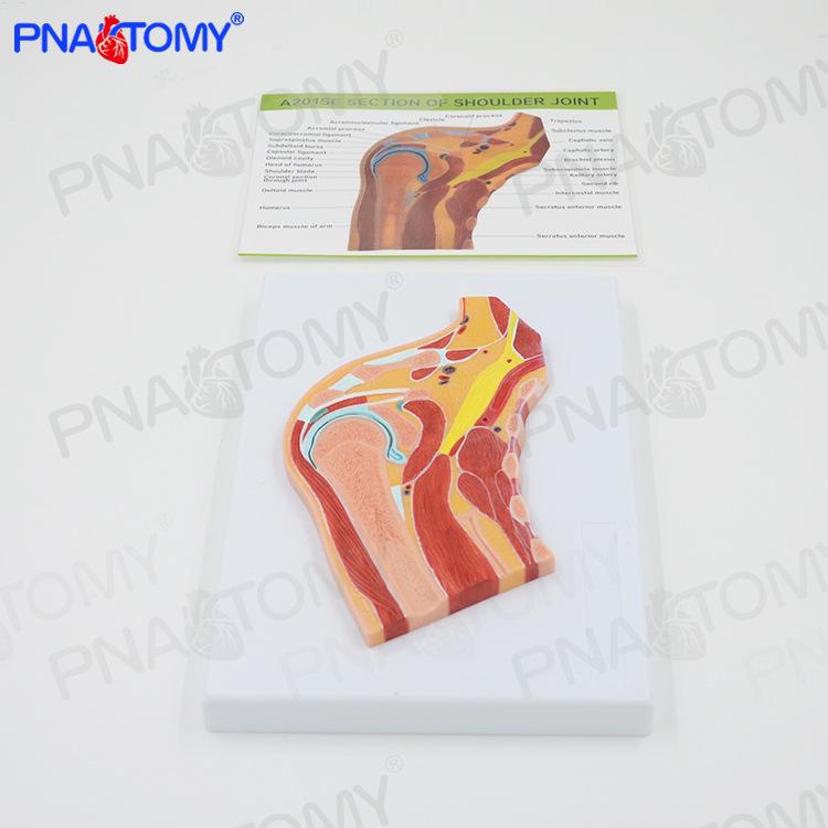 Human Shoulder Joint MRI Model: Bone, Muscle & Ball-Socket Structure for Orthopedic Use 25x18x3.5cm