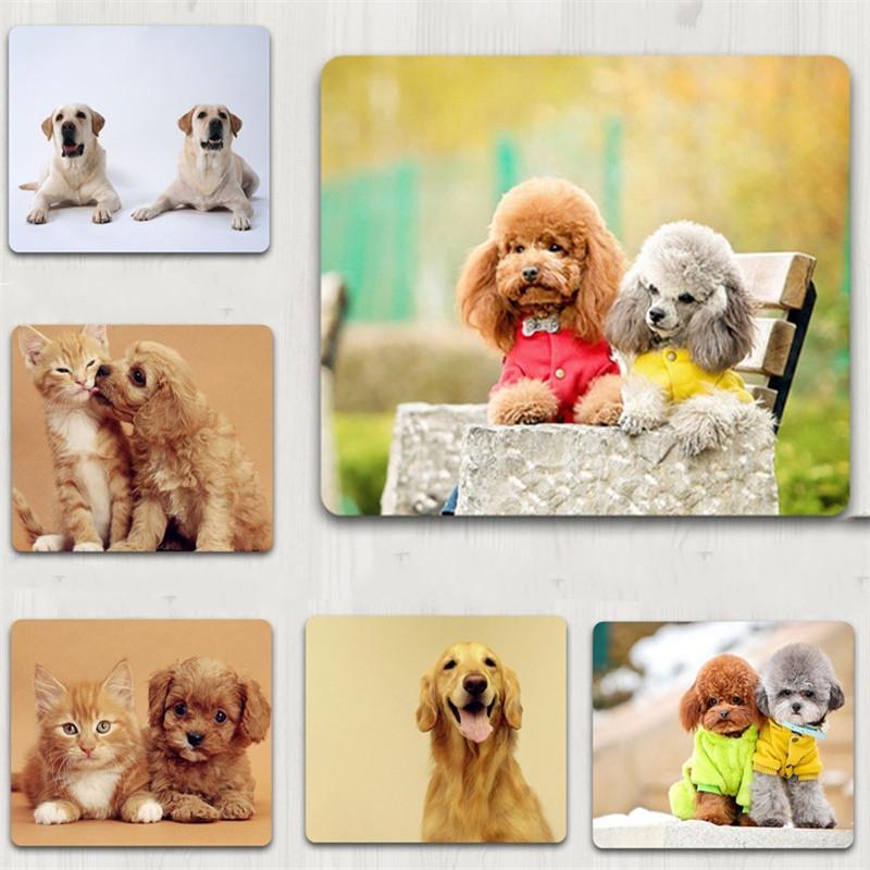 labrador puppy accessories