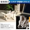 KIYOMARU Pelvis Model That Can Be Moved Human Body Bone Sacroiliac Elastic Female Easily, Model, Model, Joint, Cord, Mobility,