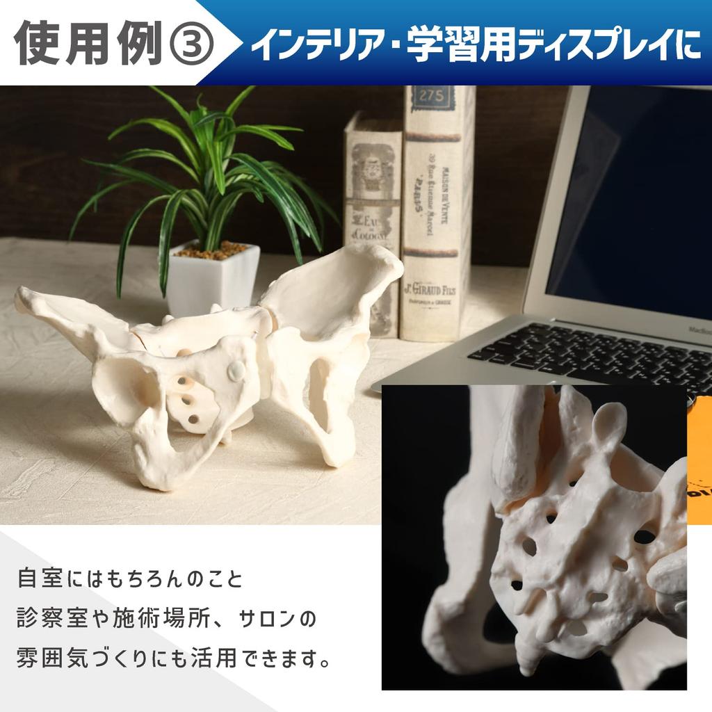 KIYOMARU Pelvis Model That Can Be Moved Human Body Bone Sacroiliac Elastic Female Easily, Model, Model, Joint, Cord, Mobility,