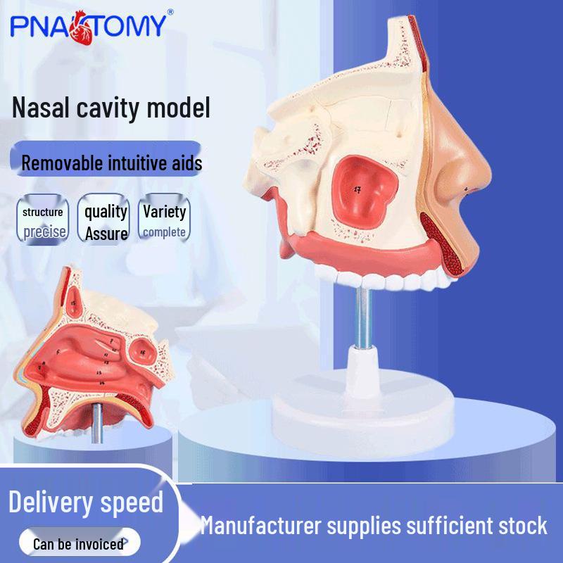 Human Nasal Cavity and ENT Respiratory Anatomy Model for Teaching 11*14*23 cm
