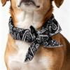 Reusable Pet Cooling Neck Wrap, Summer Cartoon Ice Collar for Dogs Cats, Heat Relief Cold Scarf for Outdoor Walk