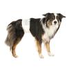 Diapers for Male Dogs - TRIXIE - XS - Waist Circumference 42 Cm - White - Adhesive Closure - Polyester Felt