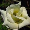 5 SEEDS OF ADENIUM OBESUM "Hongyok" Desert Rose" Fresh Seeds