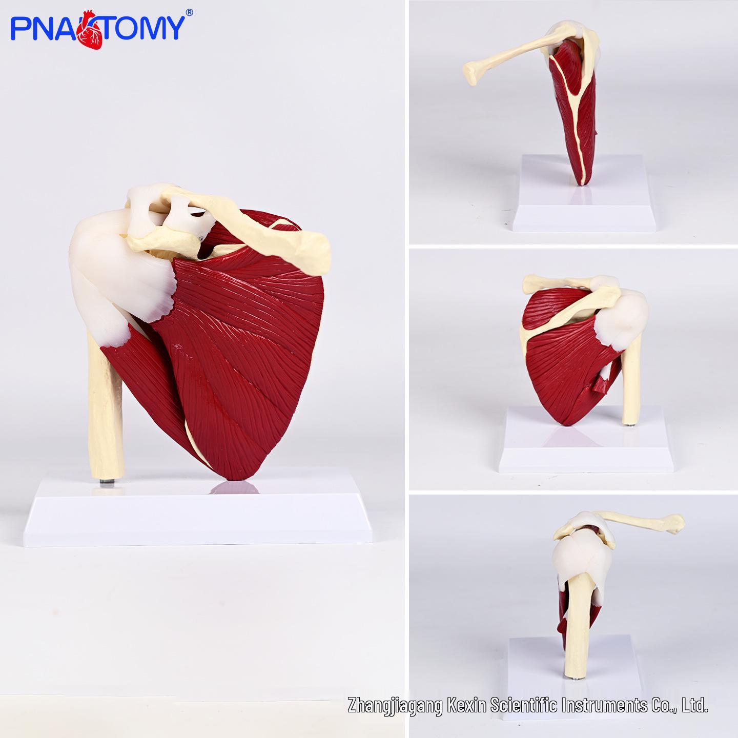 Medical Shoulder Joint Model for Doctor-Patient Communication PNT-M201