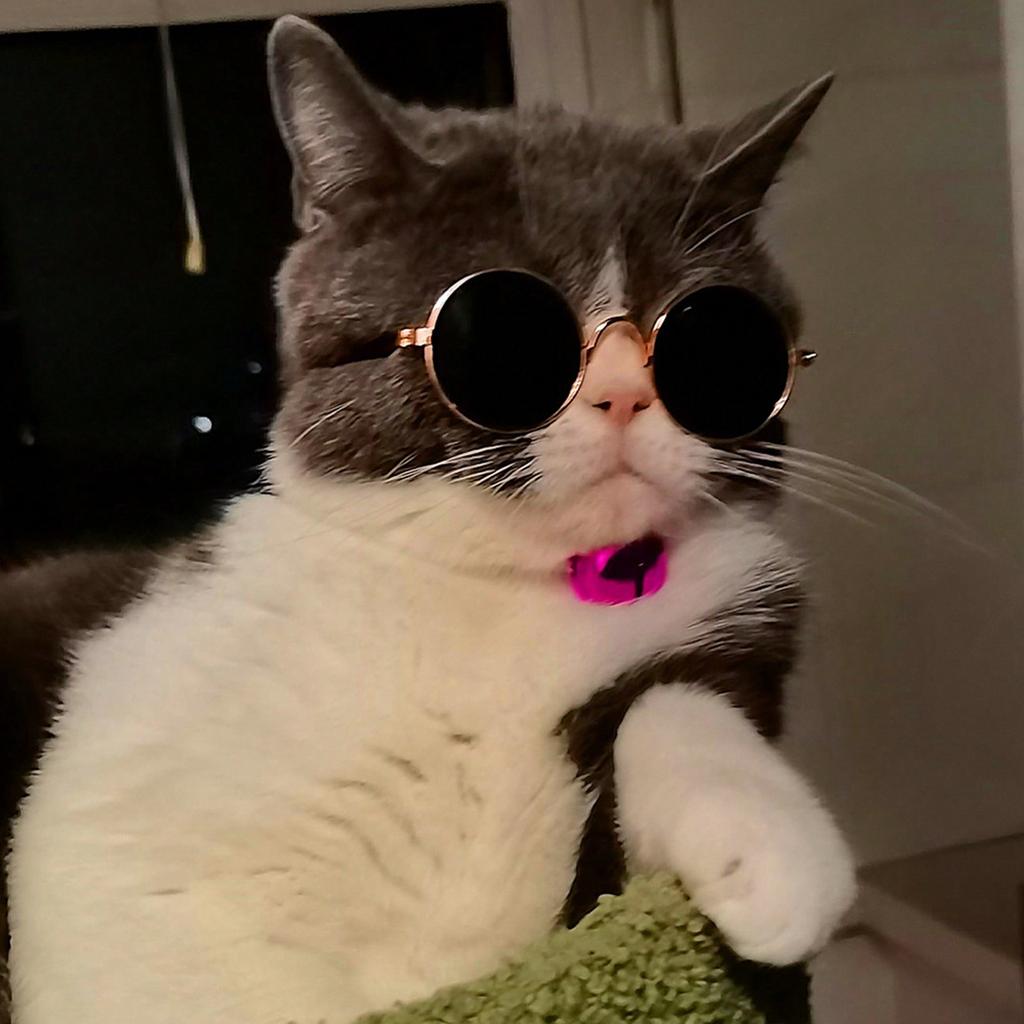 1 Stück Hunde Sonnenbrille Katze Haustier Produkt Lieblich Vintage Rund Reflexion Augenbekleidung Brille Kleiner Hund Katze Haustier Foto Requisiten Zubehör