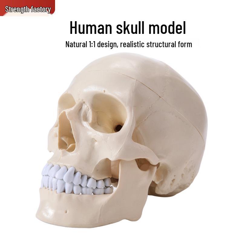 1:1 Life-Size Human Skull Model - Realistic Anatomy Simulation