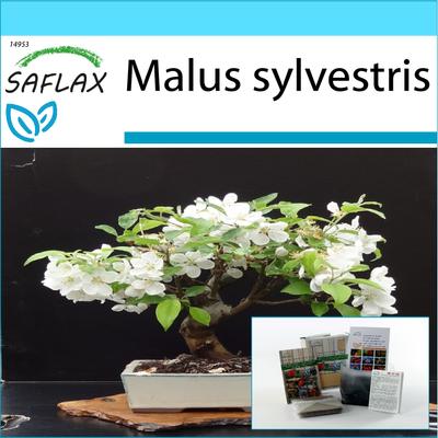 Geschenkset - Bonsai - Wildkrabbe - 30 Samen - Mit Geschenkbox, Karte, Etikett und Blumenerde - Malus sylvestris
