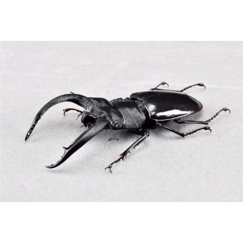 BACALYSO | Nirvana Rhinoceros Stag Beetle Figure, Refrigerator Ornament, Magnetic, Realistic Insect Beetle, Resin, Adult-Friendly, Plastic Model Toy,