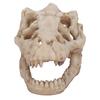Dinosaur Skull, Fish Box Small Skull Aquarium Decorations Dinosaur Skeletons Aquarium Ornaments Skeleton Hole Artificial Dinosaur Skull Skeleton Orna