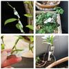 Plant Branch Bender 360 Degree 4*1cm/1.57* 0.4 Inch Clips