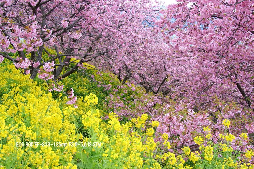 Canon Digital SLR Camera EOS 80D Double Zoom Kit IS IS STM Included EF-S18-55 STM/EF-S55-250 EOS80D-WKIT