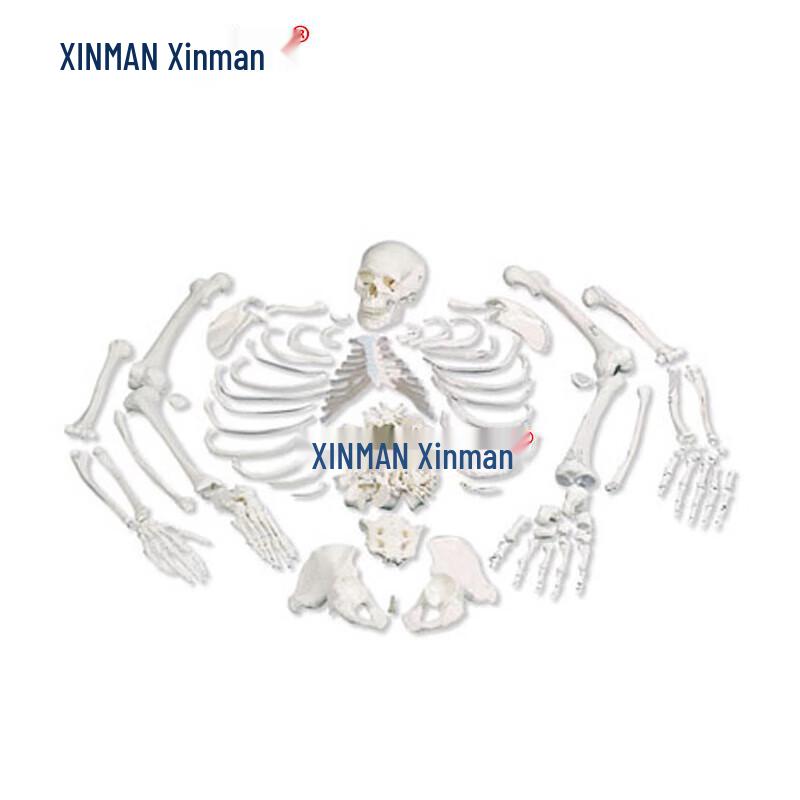 Xinman Human Disarticulated Skeleton Model