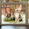 Static Cling Window Stickers Cartoon Animals Butterflies Flowers Removable No Glue Glass Door Shop Window Home Decor