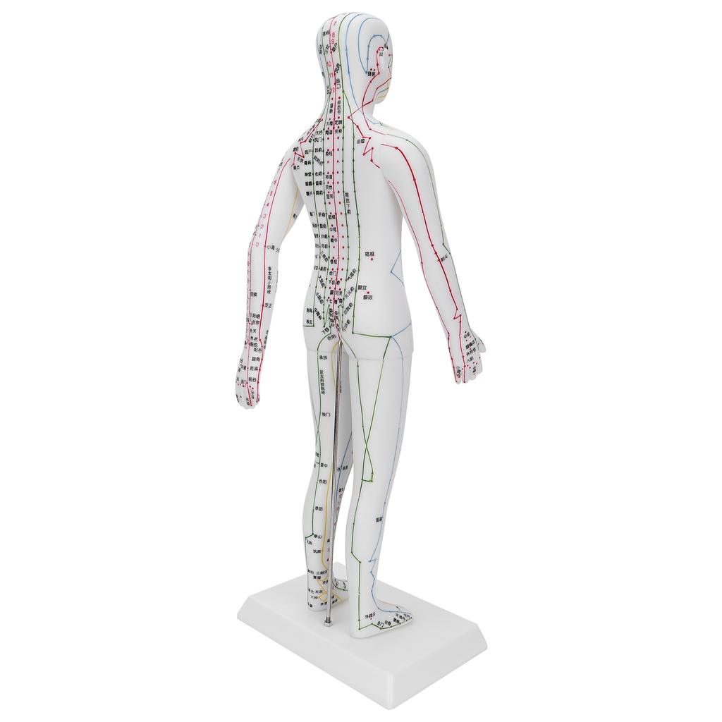 نموذج مسارات الوخز بالإبر نموذج الوخز بالإبر للنساء مع قاعدة مجموعة إبر الوخز بالإبر