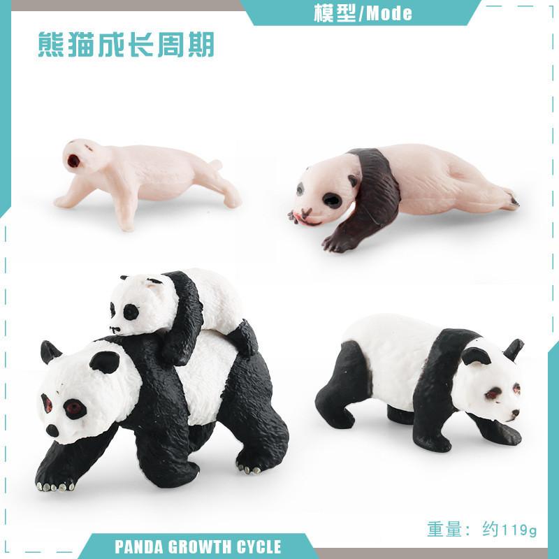 Educational Panda Growth Cycle Static Model Toy For Kids Realistic Pvc Figures