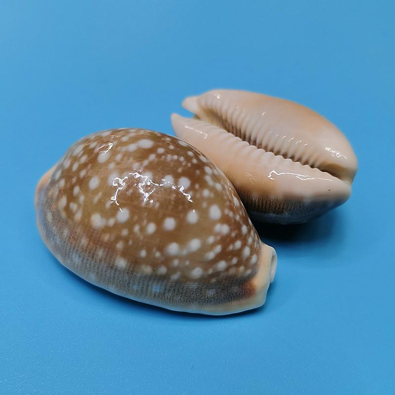 Vzácný přírodní exemplář mušle kauri pro akvárium nebo středomořskou domácí dekoraci