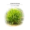 AromaQuest Reed Lemongrass Aroma Room Made in Japan Diffuser, Scent, Diffuser, Fragrance, (Label-less)