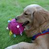Dog Toy Ball Rolling Ball Dog Toy Soft Squeaky Pet Supplies Game For Kitten Home Outdoor Chewing Training Puppy Indoor Cats