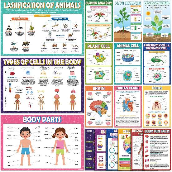 KIDS KING 18 Boho Laminated Educational Posters for Preschoolers - Pre-K and Kindergarten Learning Poster Charts for Toddlers 1-3-5 Years Old -