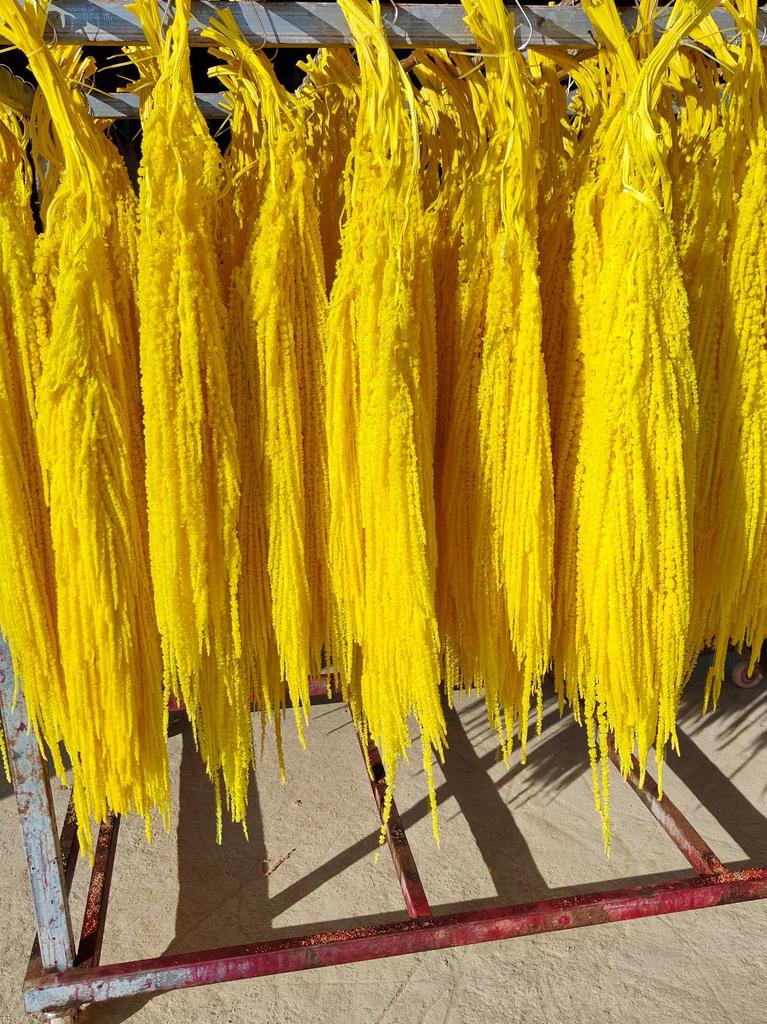 Hanging Rice Dried Preserved Flowers Wedding Decor 'Lover's Tears'