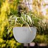 Set of 5 Plastic Hanging Flower Pot for Balcony & Railing | Planters for Home-Lawns & Gardening | (Flowers Not Included)