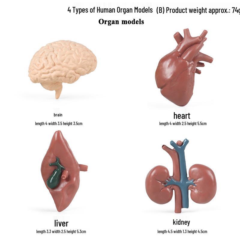 Montessori Human Organs Model Set: Heart, Stomach, Intestines, Lungs & Liver - Educational Tools for Kindergarten Cognitive Learning