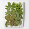 21PCS Set Dried Pressed Plants Leavse for Jewelry Resin Making Natural Green Leaves Flowers Material for DIY Supplies