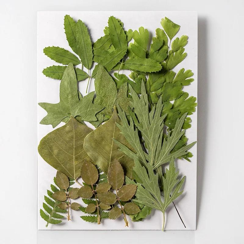 21PCS Set Dried Pressed Plants Leavse for Jewelry Resin Making Natural Green Leaves Flowers Material for DIY Supplies