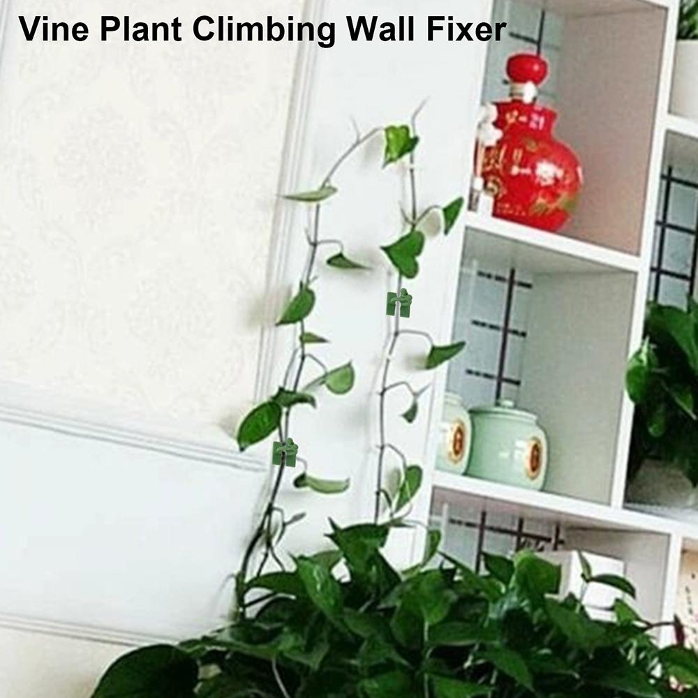 Wall Vine Plants Wall-mounted Green Plant Fixation Green Radish Wall Climbing Suction Cup Hook Hydroponic Indoor