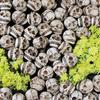20PCS Lightweight Halloween Skull Figurine Resin Miniature Dragon Skull Figurine  Halloween Supplies
