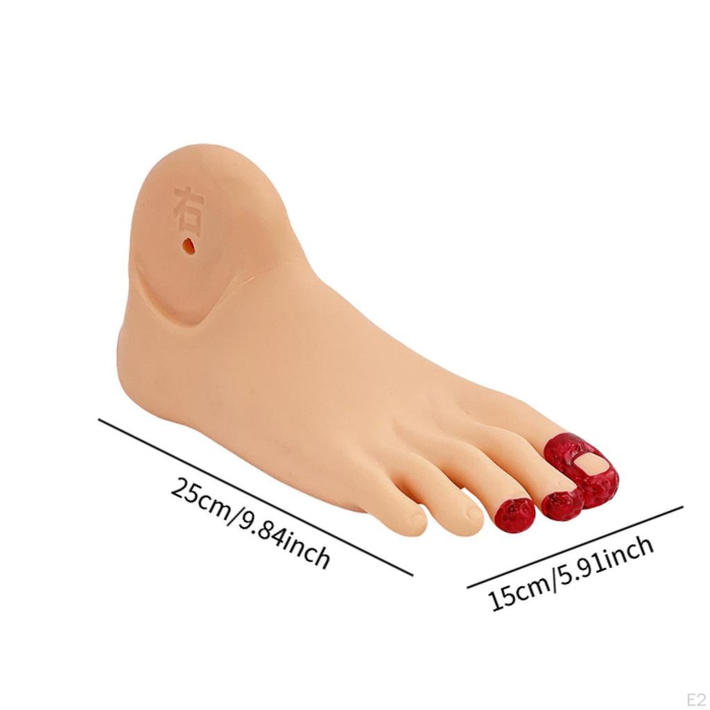 Diabetes Foot Model Simulation Realistic Supplies Training Nursing