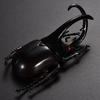 6pcs /set 13cm Simulation Beetle Toys Special Lifelike Simulation Insect Toy Nursery Teaching Aids Joke Toys