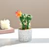 Cactus Bonsai Simulation Potted Plants Home Decoration Photography Artificial Green Plants Small Bonsai Simulation Flowers