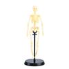 3D Human Skeleton Model Kit for Children's Educational Anatomy and Medical Teaching