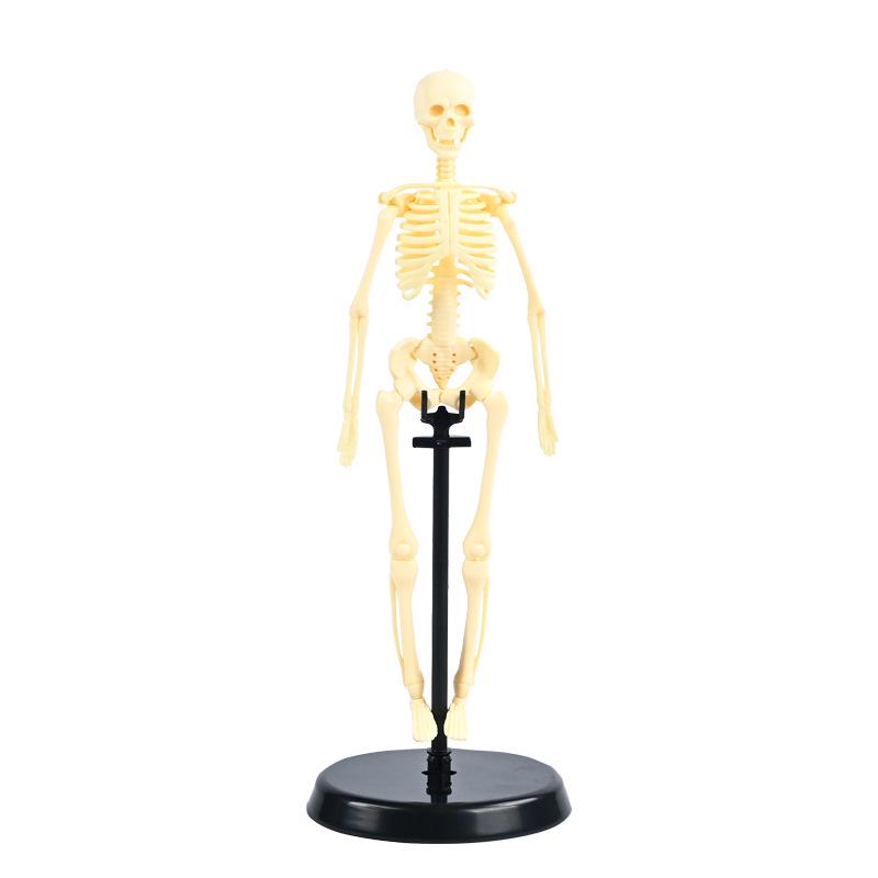 3D Human Skeleton Model Kit for Children's Educational Anatomy and Medical Teaching