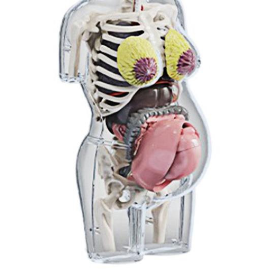 Transparent Pregnancy Model 4D Vision Human Anatomy Torso Model Medical Collectible Figure with Fully Detachable Organs for Students Professionals
