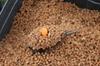 Method/Feeder Fluo Pop-Up Micro Chunks Smoked Salmon