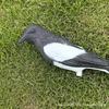 Creative Magpie Garden Decoration - Plastic Outdoor Decoy Model