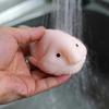 Ugly Fish Slow-Rising Squeeze Toy Soft TPR Fidget for Stress Relief Cute Decompression Gadget for Kids Adults Portable Novelty Gift for Anxiety