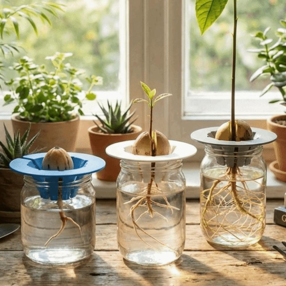 Soil-Free Seedling Tray Plastic Hydroponic Stand Special Holder Avocado Planter  Plant Observation