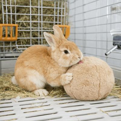 Gyvūnų prekės – Graužikai