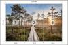 Photomural Wooden Path In The Forest Non-Woven 315x210