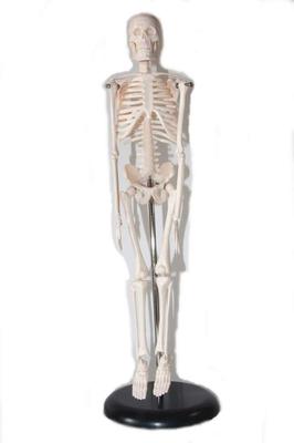 ShopXJ Human Skeleton Model, Full Body Specimen, Structure Model, Medical Institution, Educational Material, Total Length 45cm (Human Anatomy Model)