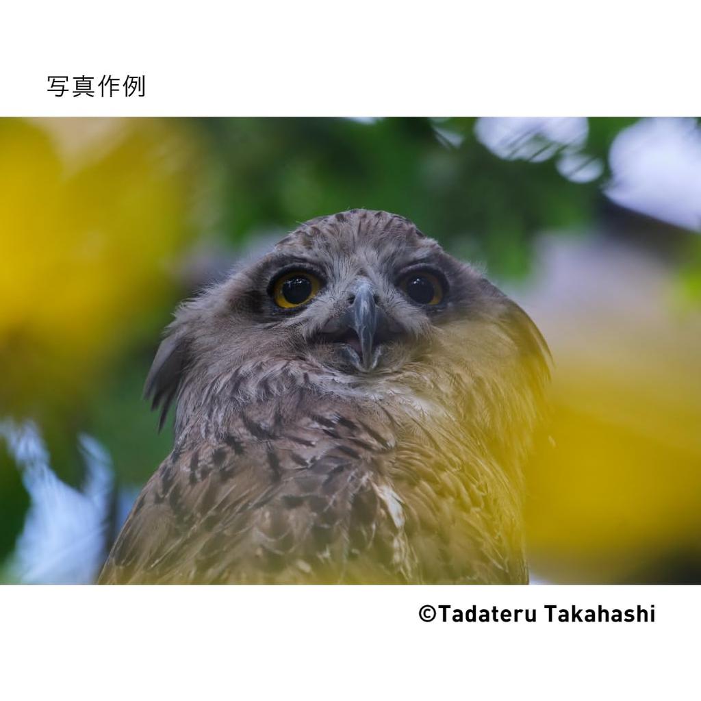 Sigma DG DN Lens for Fujifilm Zoom Telephoto Mirrorless Cameras 100-400mm F5-6.3 X-Mount Full-Frame (Contemporary)