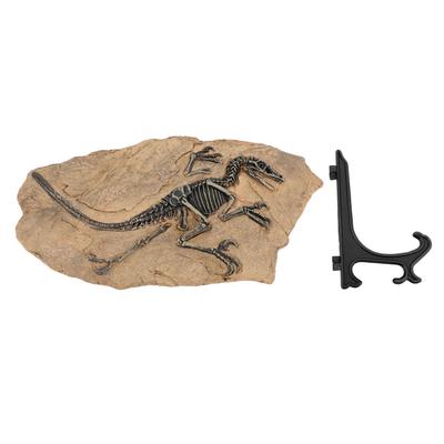 Scheletro di Dinosauro Fossile Figura Resina Alta Simulazione Modello Statua Fossile di Dinosauro per Studio Ufficio