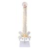 Vertebral Column Model Flexible Spine Caudal Vertebra Anatomical Model with Spinal Nerves for Science Classroom Teaching