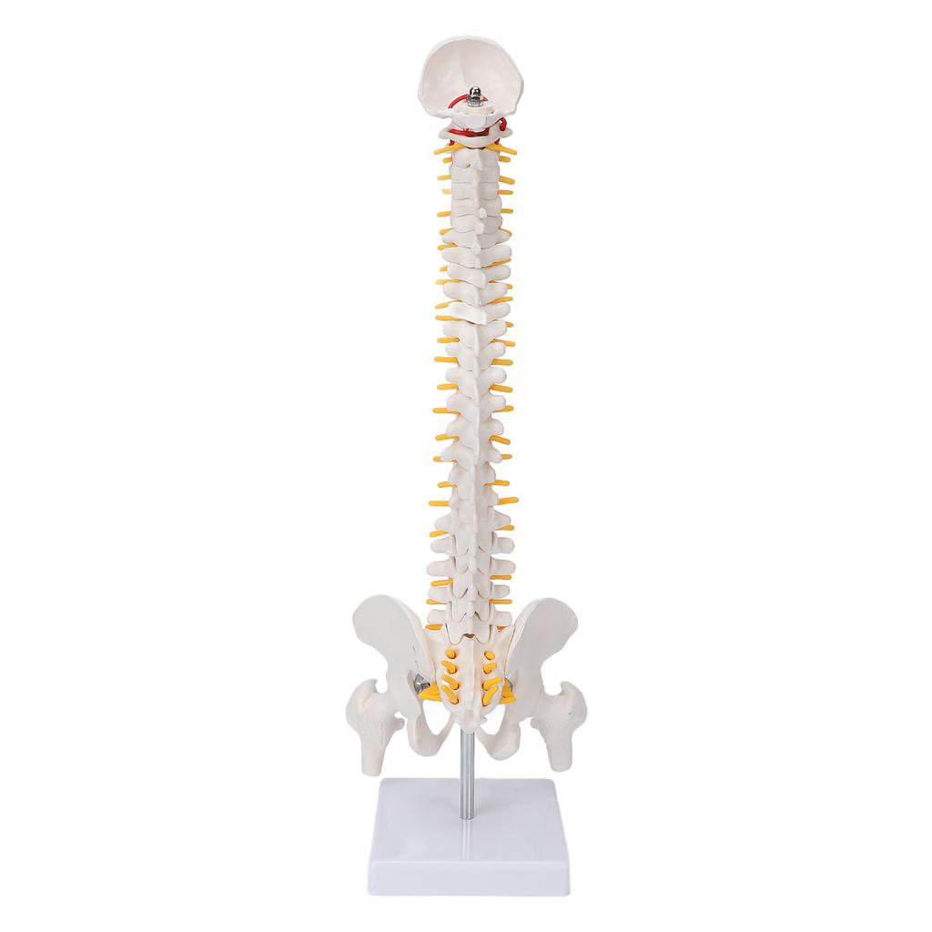 Vertebral Column Model Flexible Spine Caudal Vertebra Anatomical Model with Spinal Nerves for Science Classroom Teaching