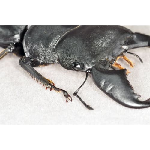 BACALYSO | Nirvana 1/1 Scale Stag Beetle Figure, Magnetic Refrigerator Ornament, Realistic Adult Illustrated Wild Insect Beetle, Summer, Resin, Adult-